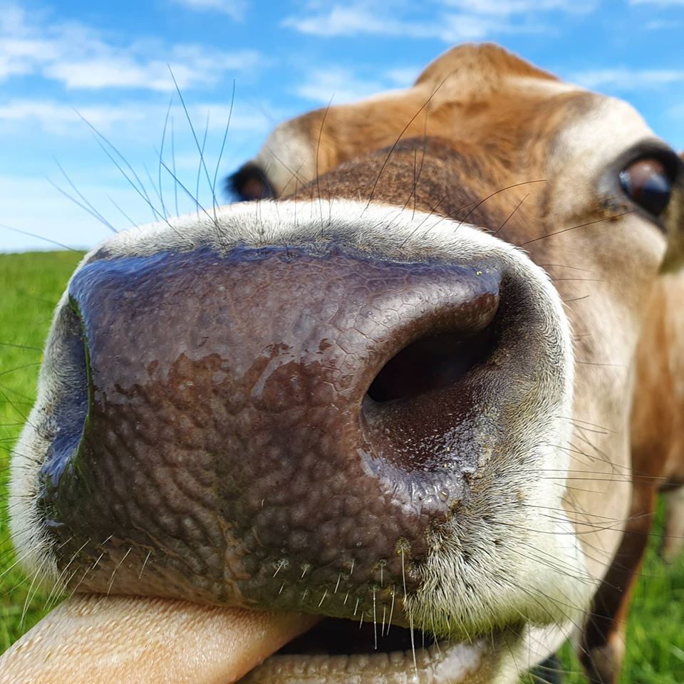 En ko der rækker tunge