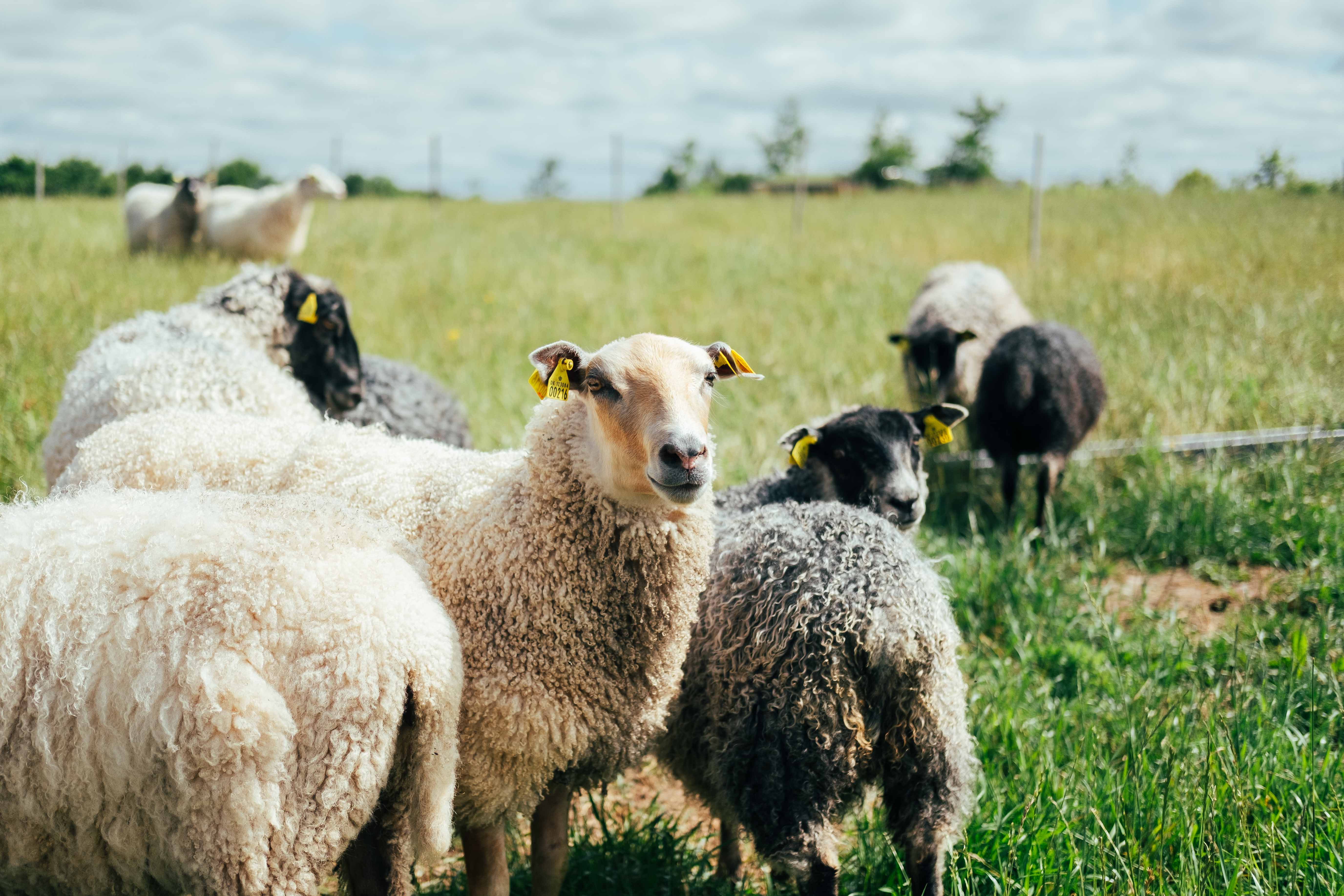 Får på græs