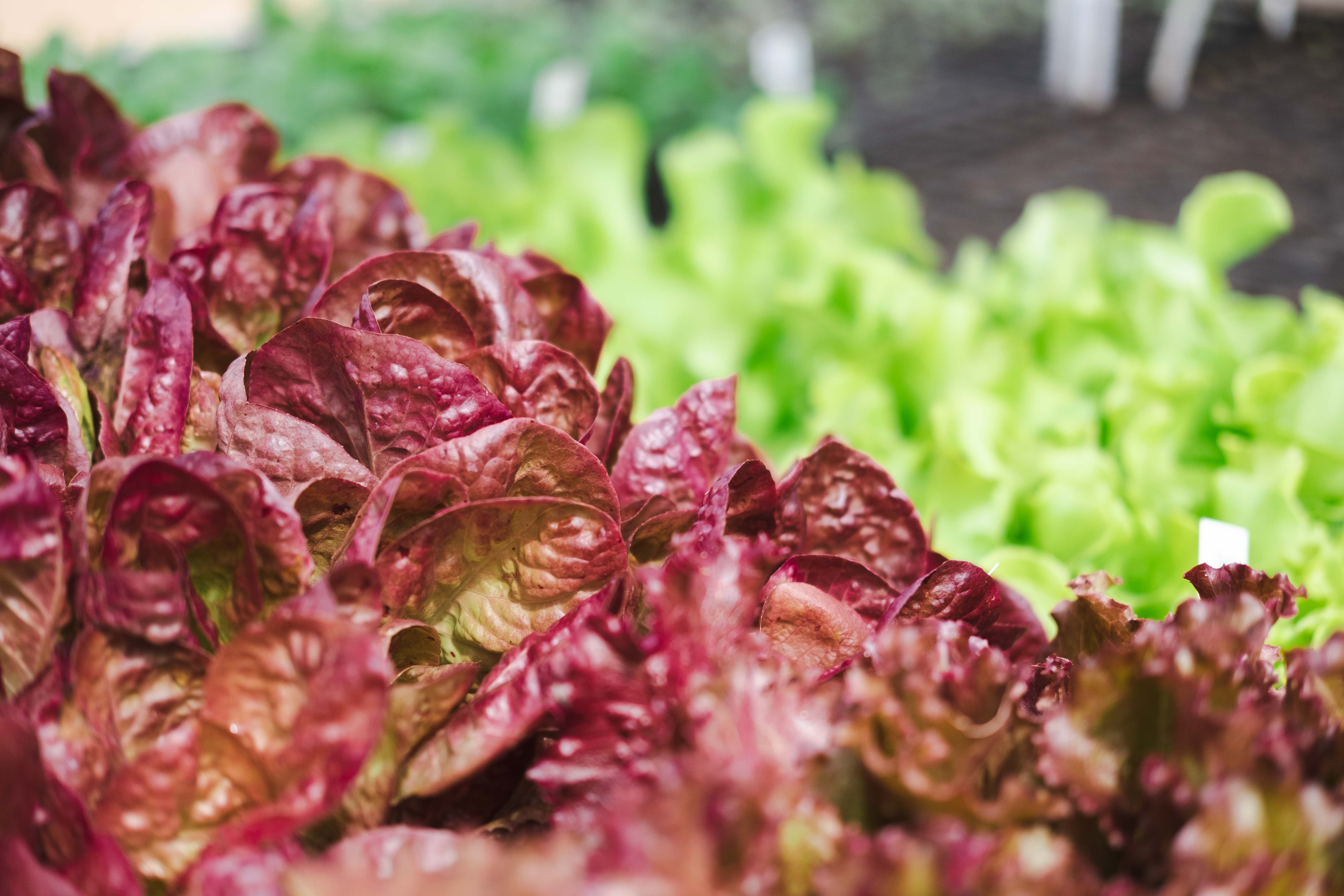 Forskellige typer økologiske salater