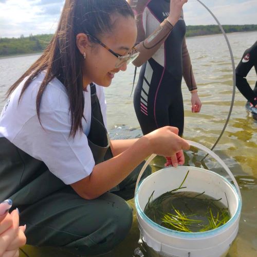 Elev på HTX planter ålegræs i havet